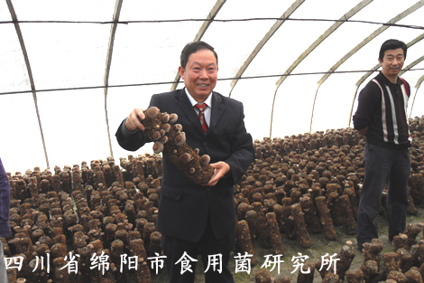 四川省绵阳市食用菌研究所的羊肚菌栽培基地 ▲ 四川省绵阳市